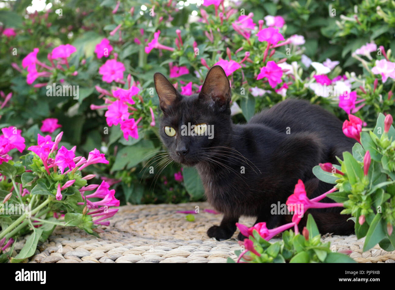 Schwarze Katze, liegend auf einem Korb Stockfoto