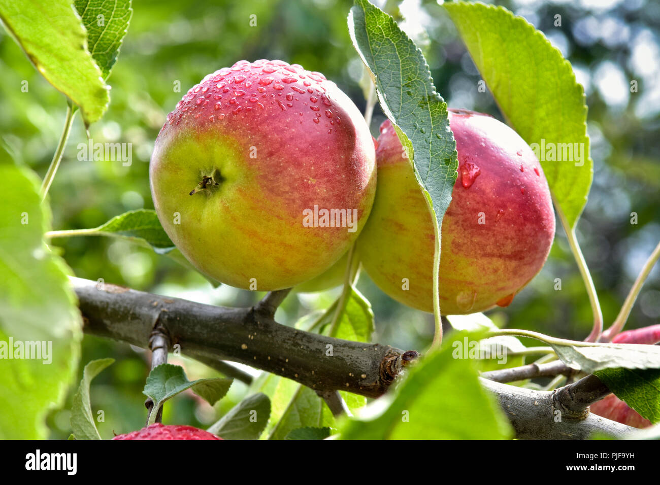 Rote Äpfel wachsen am Baum Stockfoto