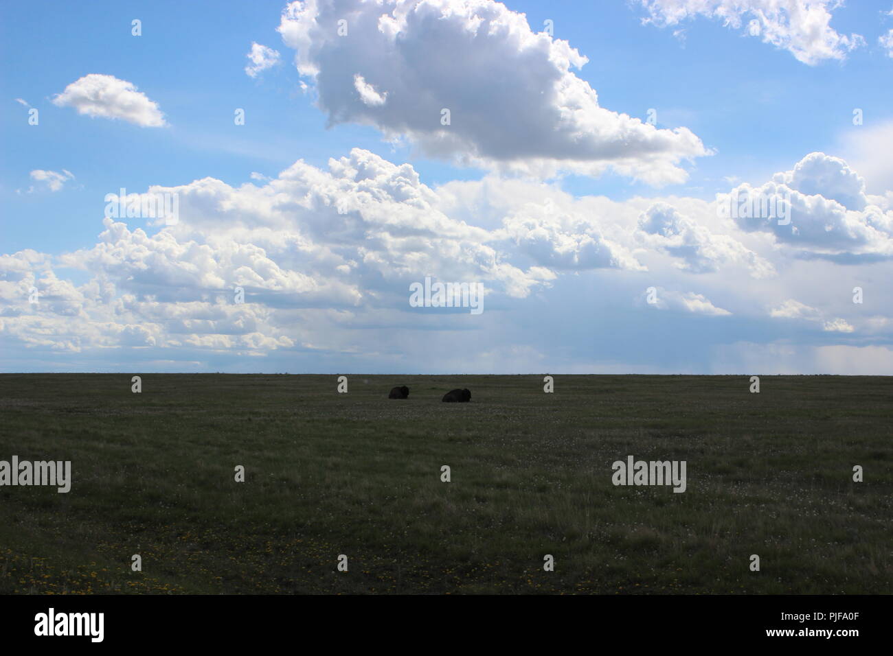 Wilde Büffel über die Prärie Stockfoto