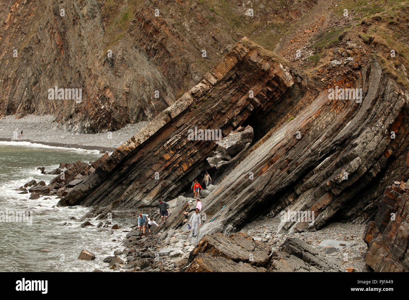 Gefaltete Crackington Bildung turbiditic Sandsteine in HArtland Quay, North Devon Heritage Coast. Stockfoto Gefaltete Crackington Bildung turbiditic Sandsteine in HArtland Quay, North Devon Heritage Coast. Stockfoto