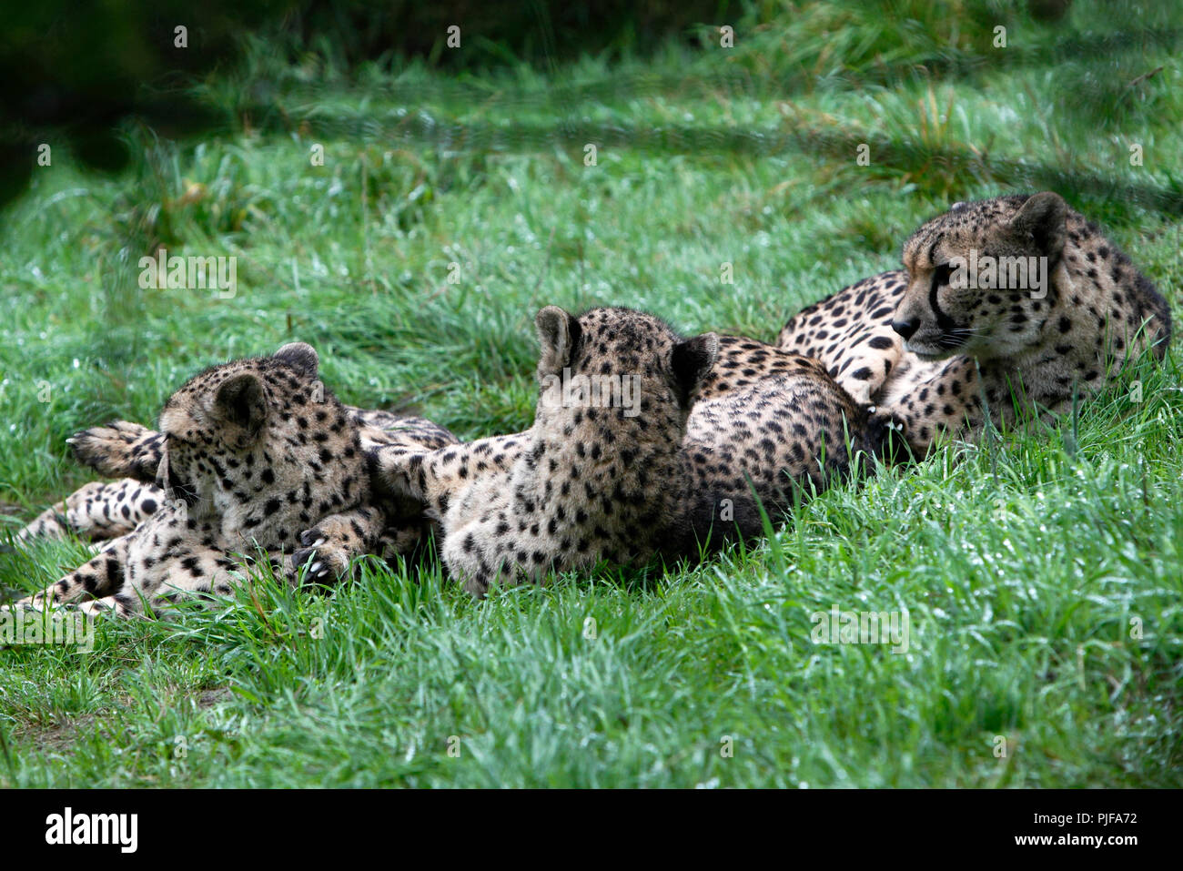 Cheetah Koalition, eine Gruppe männlicher Geparden ruht. Stockfoto