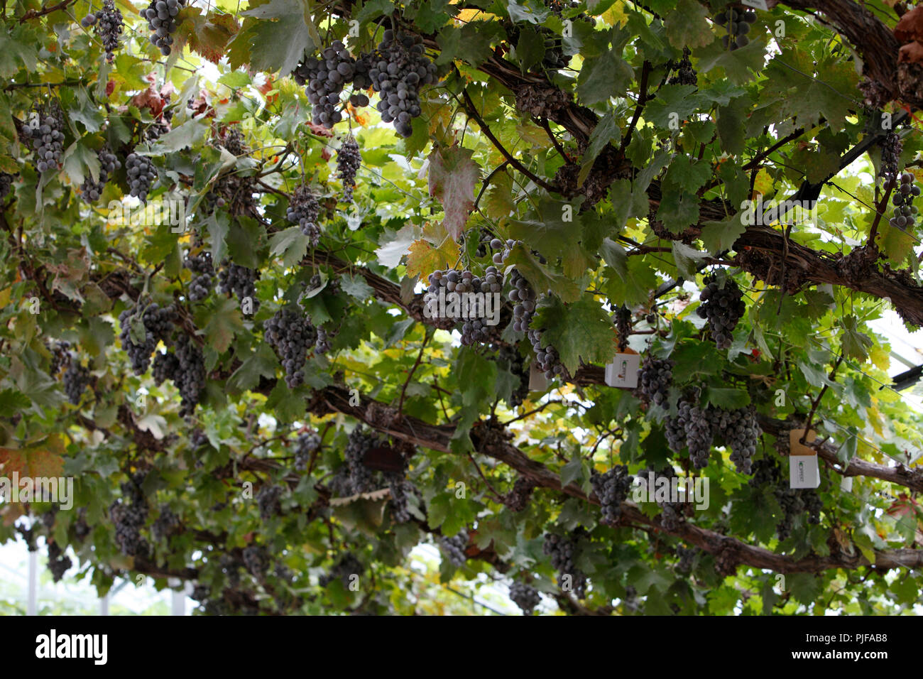 Grapevine mit Reifen oder überreifen Trauben in einem Gewächshaus in Großbritannien fällig werden. Weinbau. Stockfoto