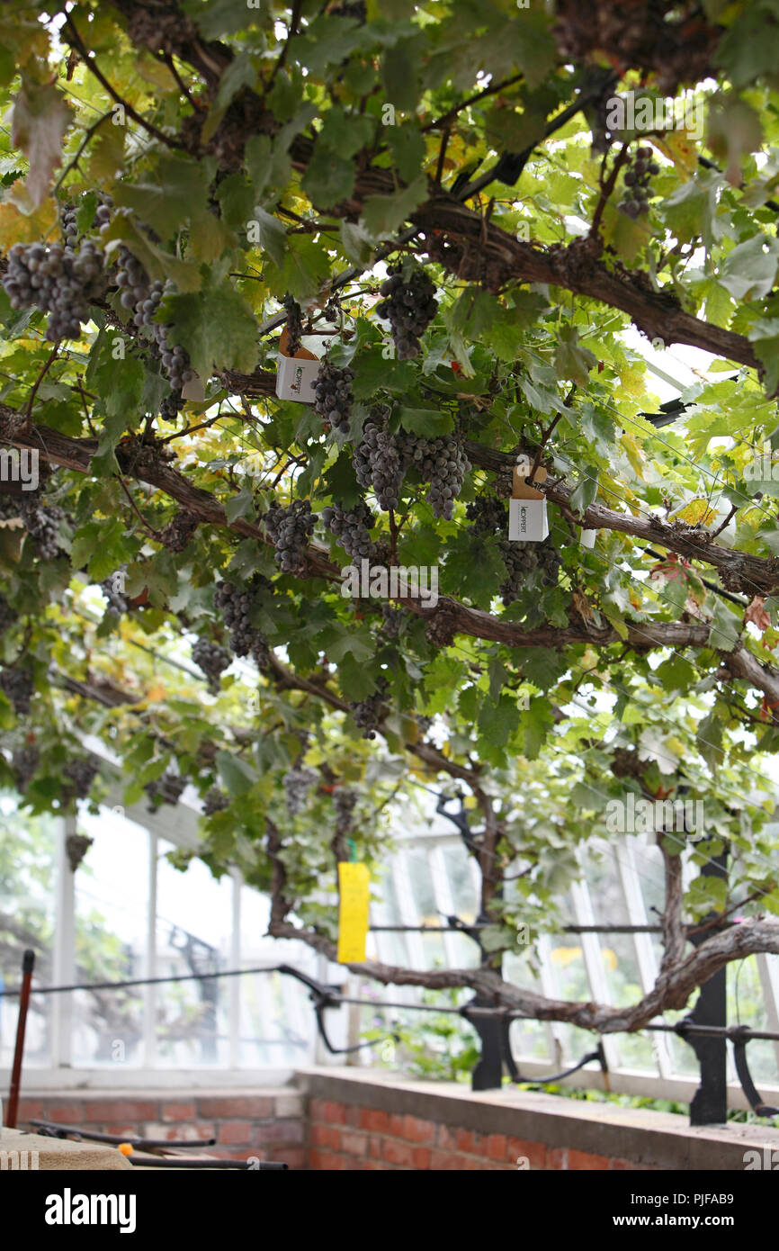 Grapevine mit Reifen oder überreifen Trauben in einem Gewächshaus in Großbritannien fällig werden. Weinbau. Stockfoto