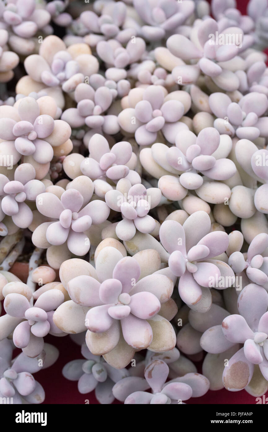 Graptopetalum amethystinum. Jewel-Leaf Anlage. Stockfoto