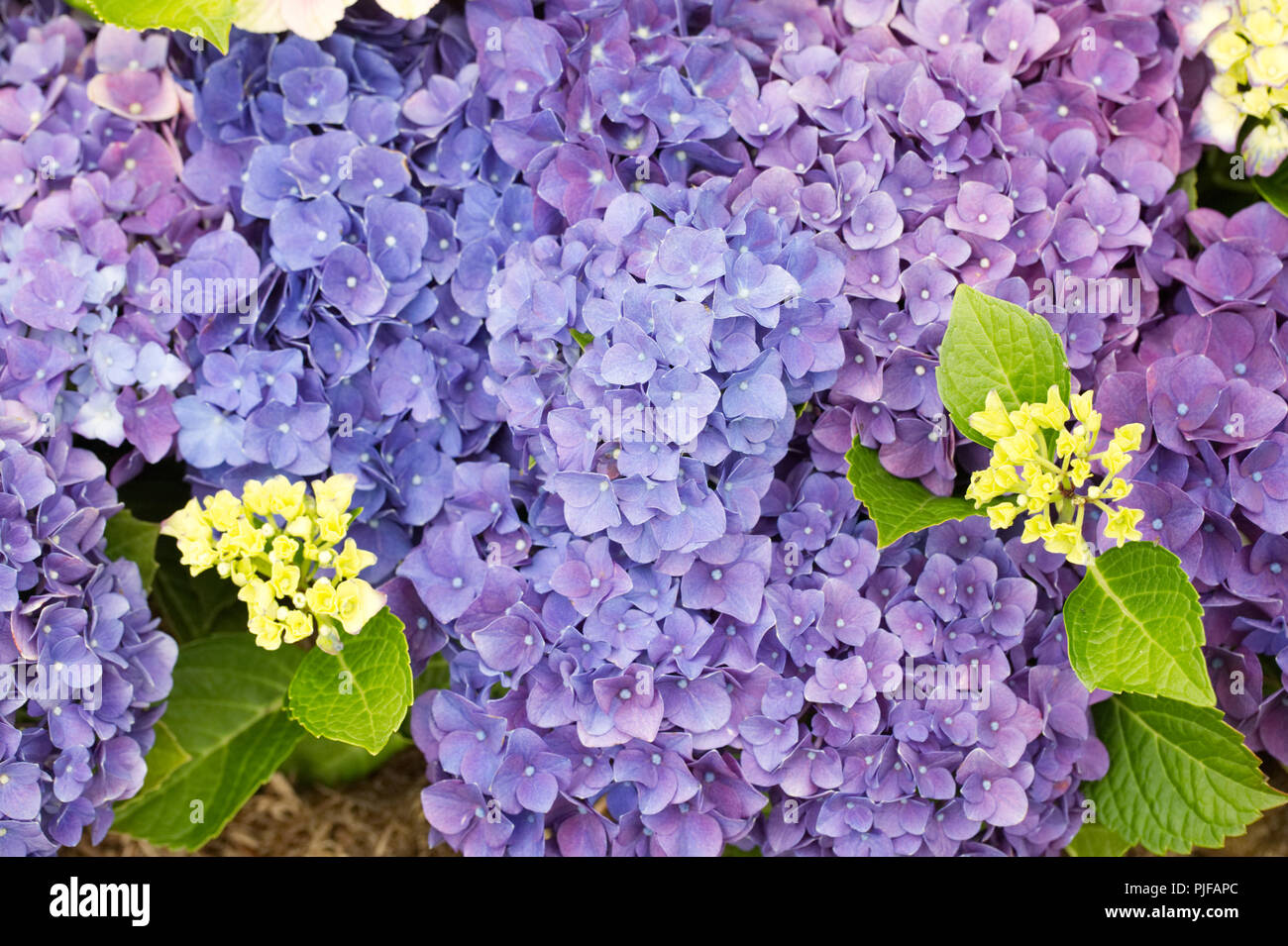 Hydrangea Macrophylla 'Jip blaue Blumen. Stockfoto