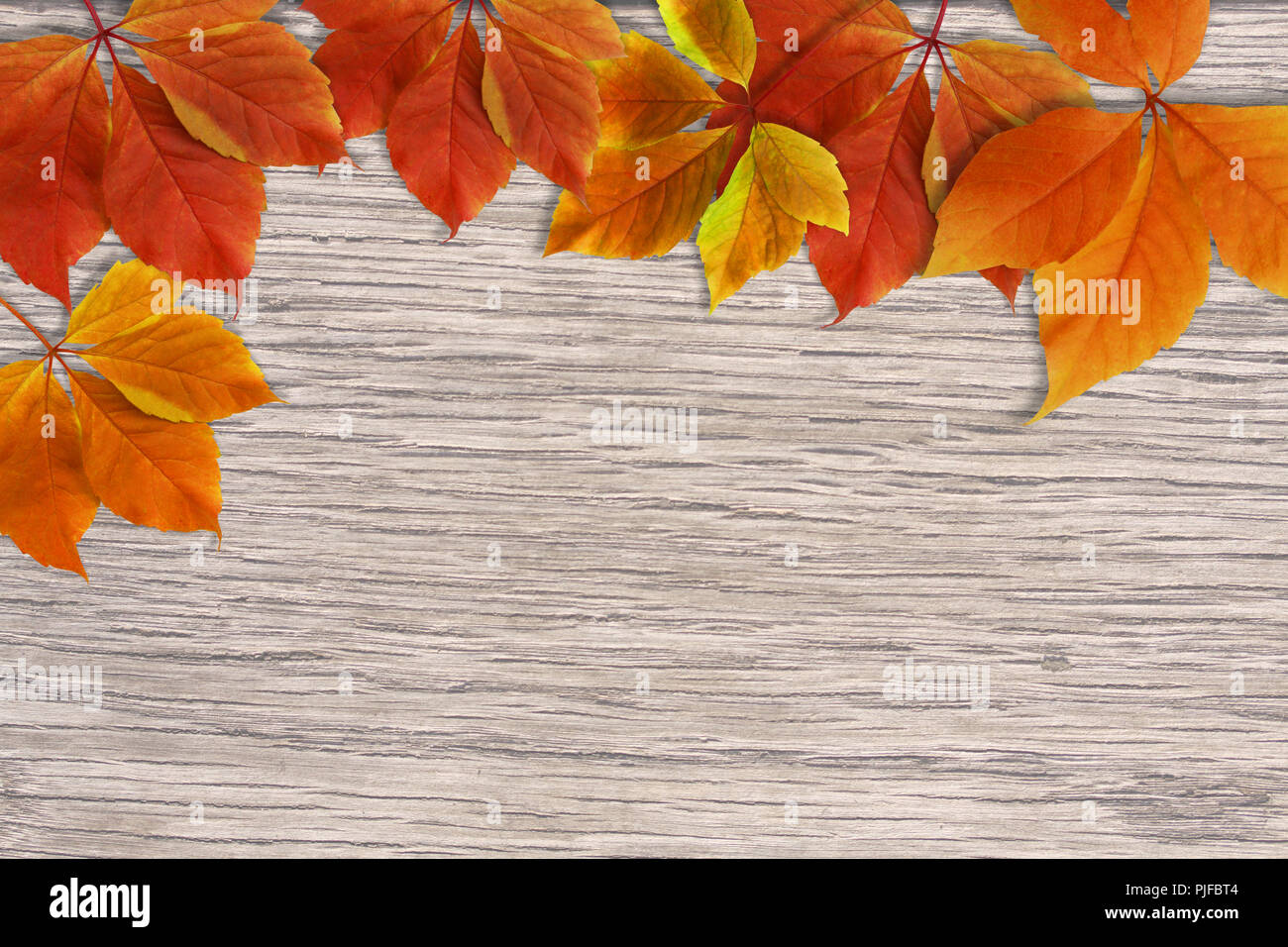 Herbst Hintergrund. Bunte rote und orange Herbstlaub auf Holz Hintergrund mit Kopie Raum zum Schreiben Stockfoto