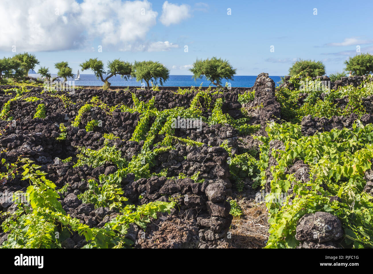Traditionellen Weinberg-Landschaft der Insel Pico, Azoren, Portugal Stockfoto