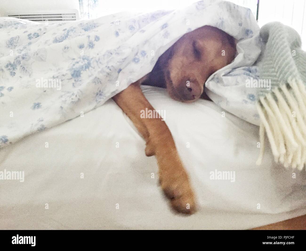 Einen gelben Labrador Retriever Hund unter saubere, weiße Bettwäsche und Bettdecke in einem verwöhnt PET-Bild. Stockfoto