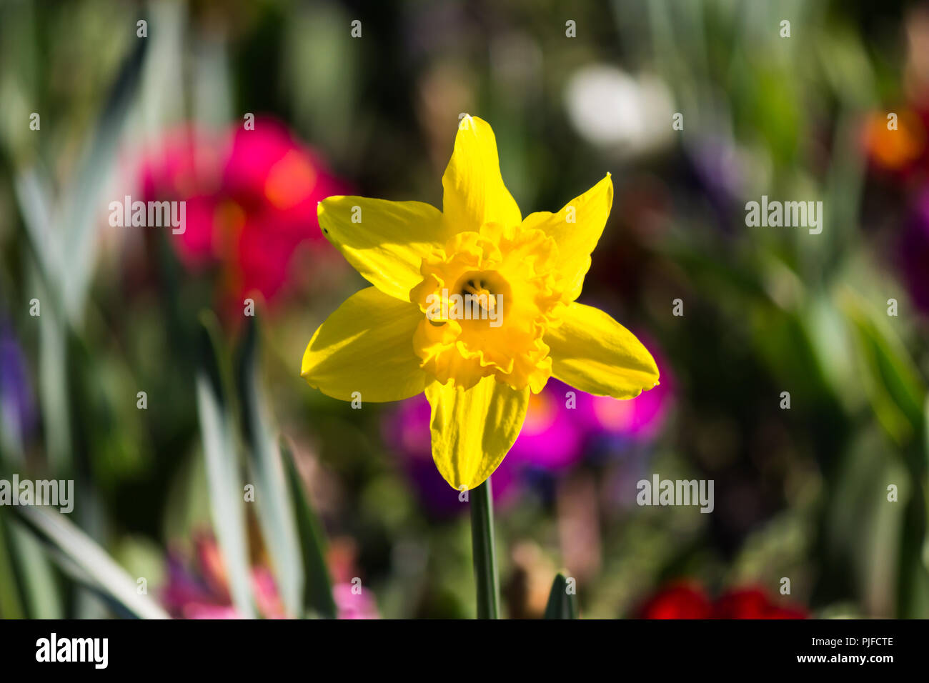 Zentrale gelbe Narzisse Blume im Sonnenlicht Stockfoto