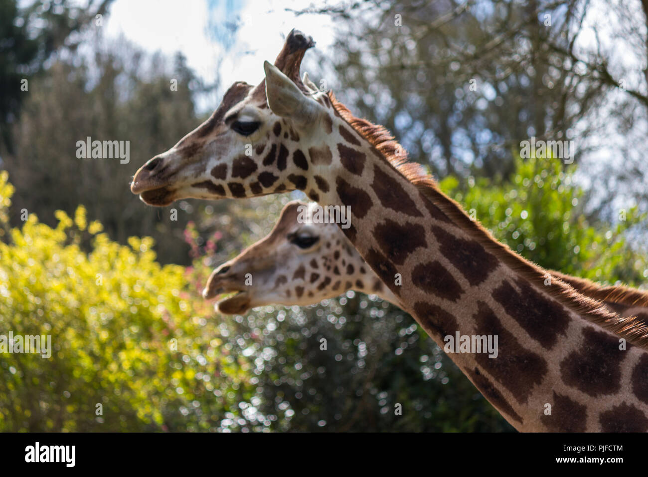 Zwei Giraffen im Zoo Stockfoto