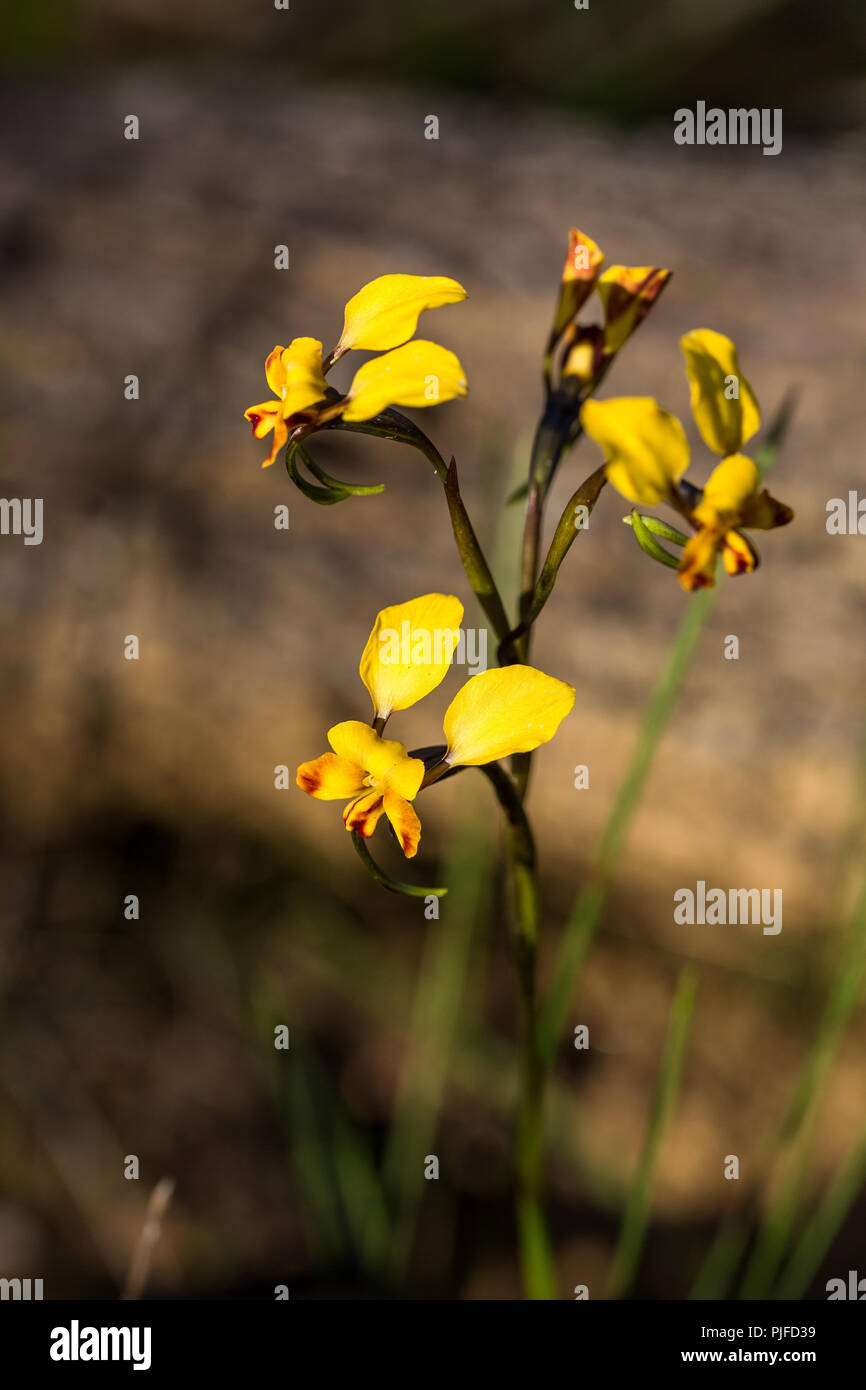 Donkey Orchid Beverley Western Australia Stockfoto