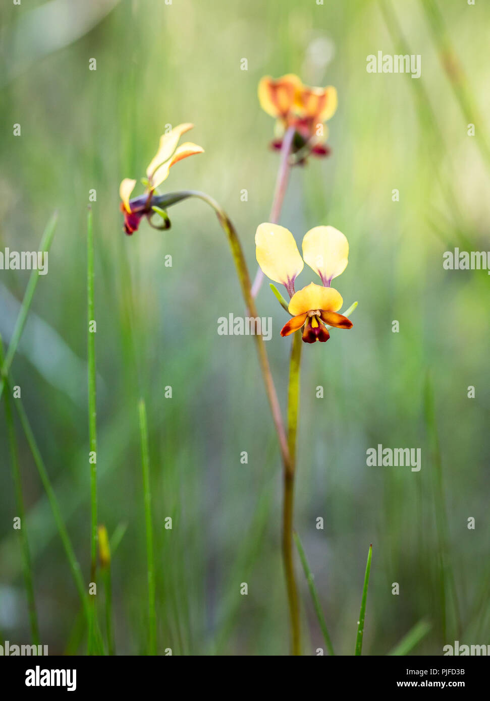 Donkey Orchid Grün bokeh Hintergrund Beverley WA Stockfoto