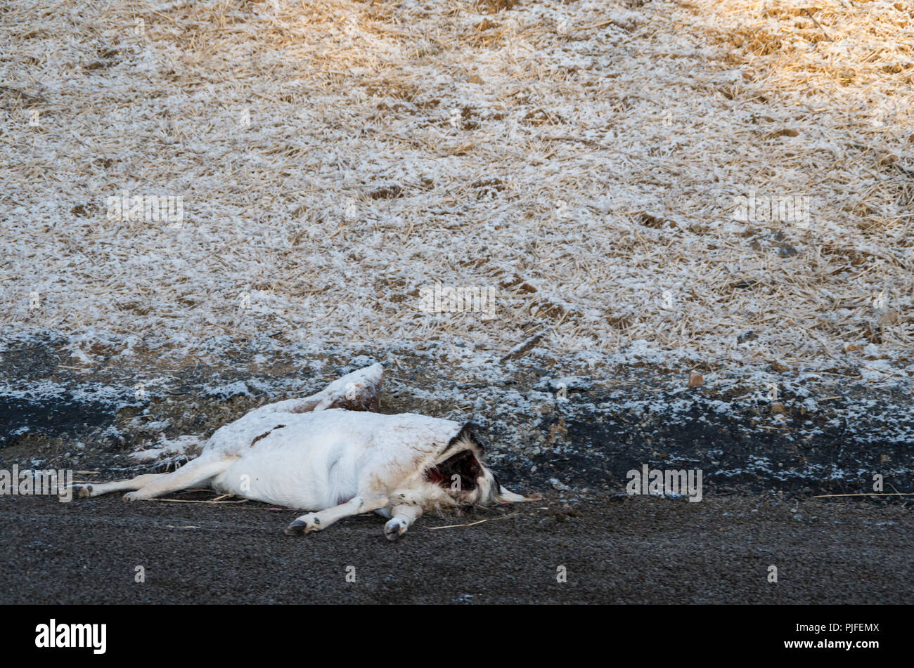 Rotwild Road Kill auf der Art und Weise, in den Snowy Mountains, Australien Stockfoto
