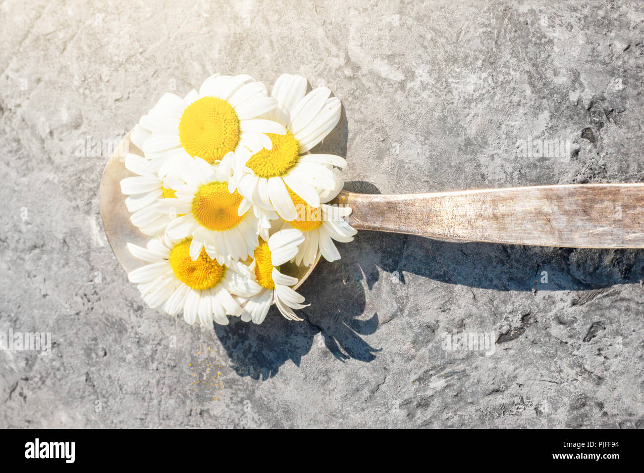 Kamille gänseblümchen Blume Blumen Kräuter in alten retro Löffel, Silber auf Dorf Tisch im Freien sonnigen heißen Nachmittag hartes Sonnenlicht Konzept für Rezept mit Stockfoto