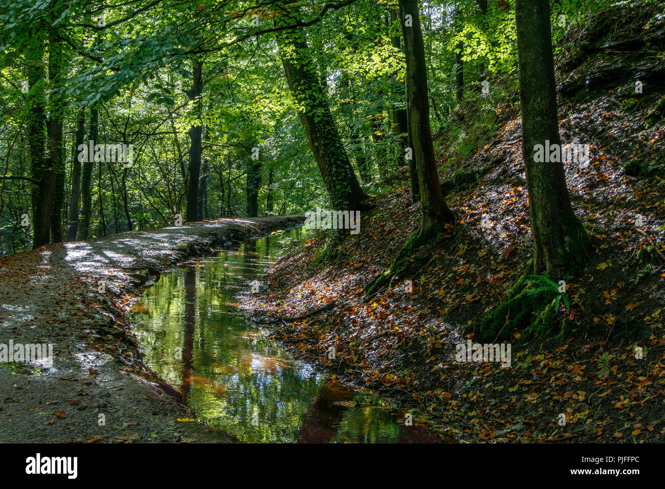 Weg mit wasserstraße durch die Wälder Wald bei Skipton, North Yorkshire, UK. Stockfoto