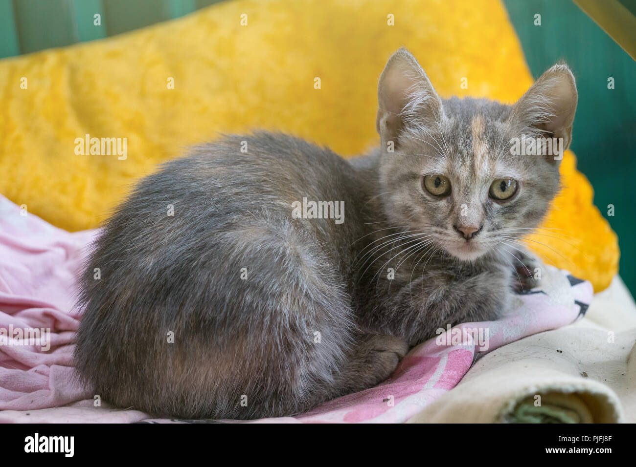 Junge graue Katze, die Verlegung auf Stuhl Stockfoto