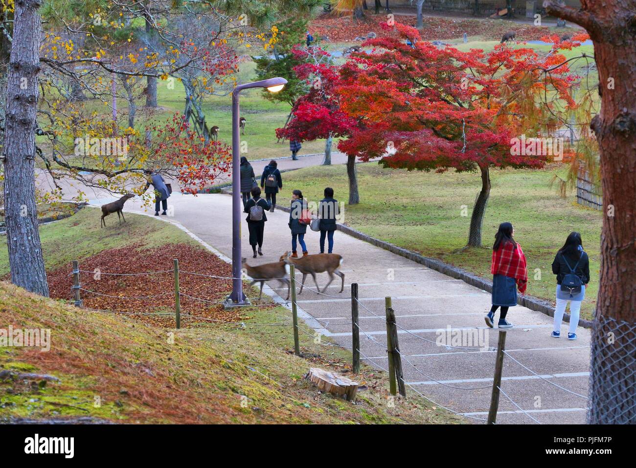 NARA, Japan - 23. NOVEMBER 2016: Touristen füttern die heiligen Rehe in Nara Park, Japan. Lokale Tradition sagt, dass Nara heilig waren durch einen Besuch des Stockfoto