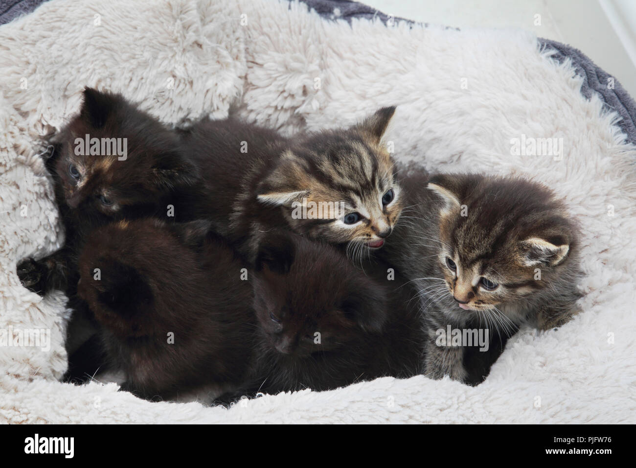 Fünf Kätzchen in Fleece gefütterte Cat Bed Stockfoto