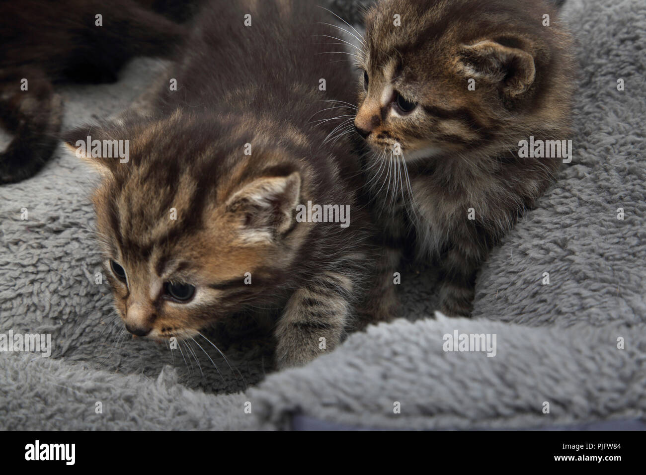 Tabby Kitten in Fleece gefütterte Cat Bed Stockfoto
