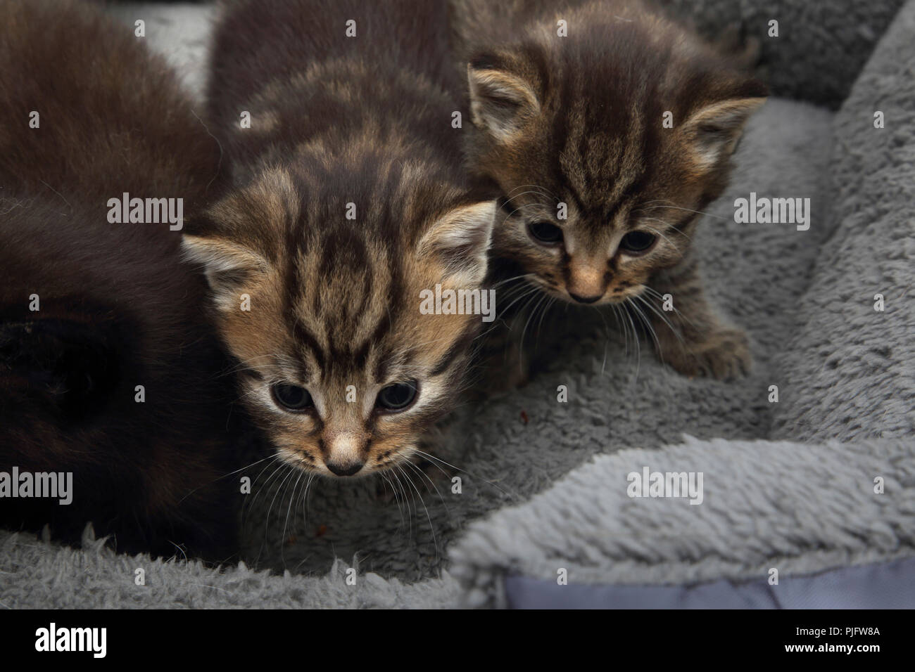 Tabby Kitten in Fleece gefütterte Cat Bed Stockfoto
