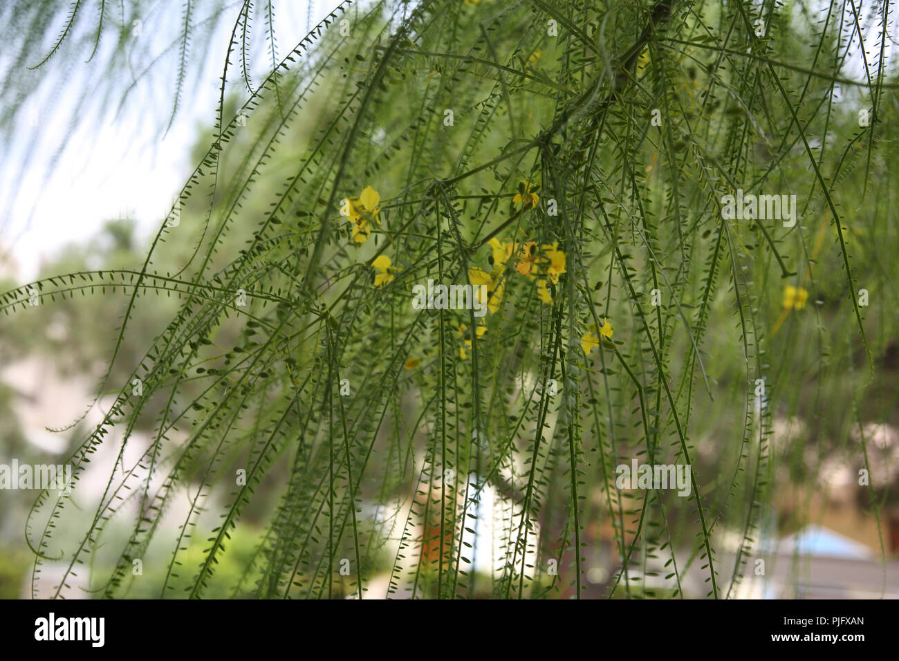 Vouliagmeni ATTIKA Griechenland Gelbe Blumen wachsen am Baum Stockfoto