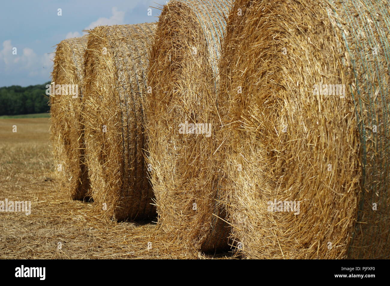 Vier runde Heuballen auf einem Feld in einer ländlichen Umgebung an einem sonnigen Tag Stockfoto
