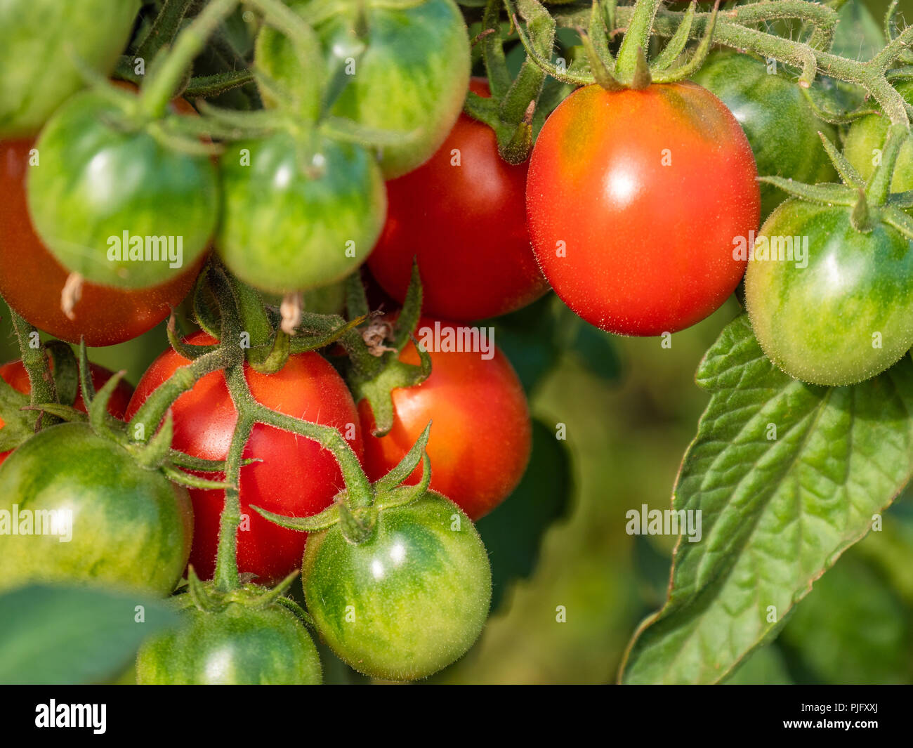 Homegrown Cherry-Tomaten im Garten Stockfoto