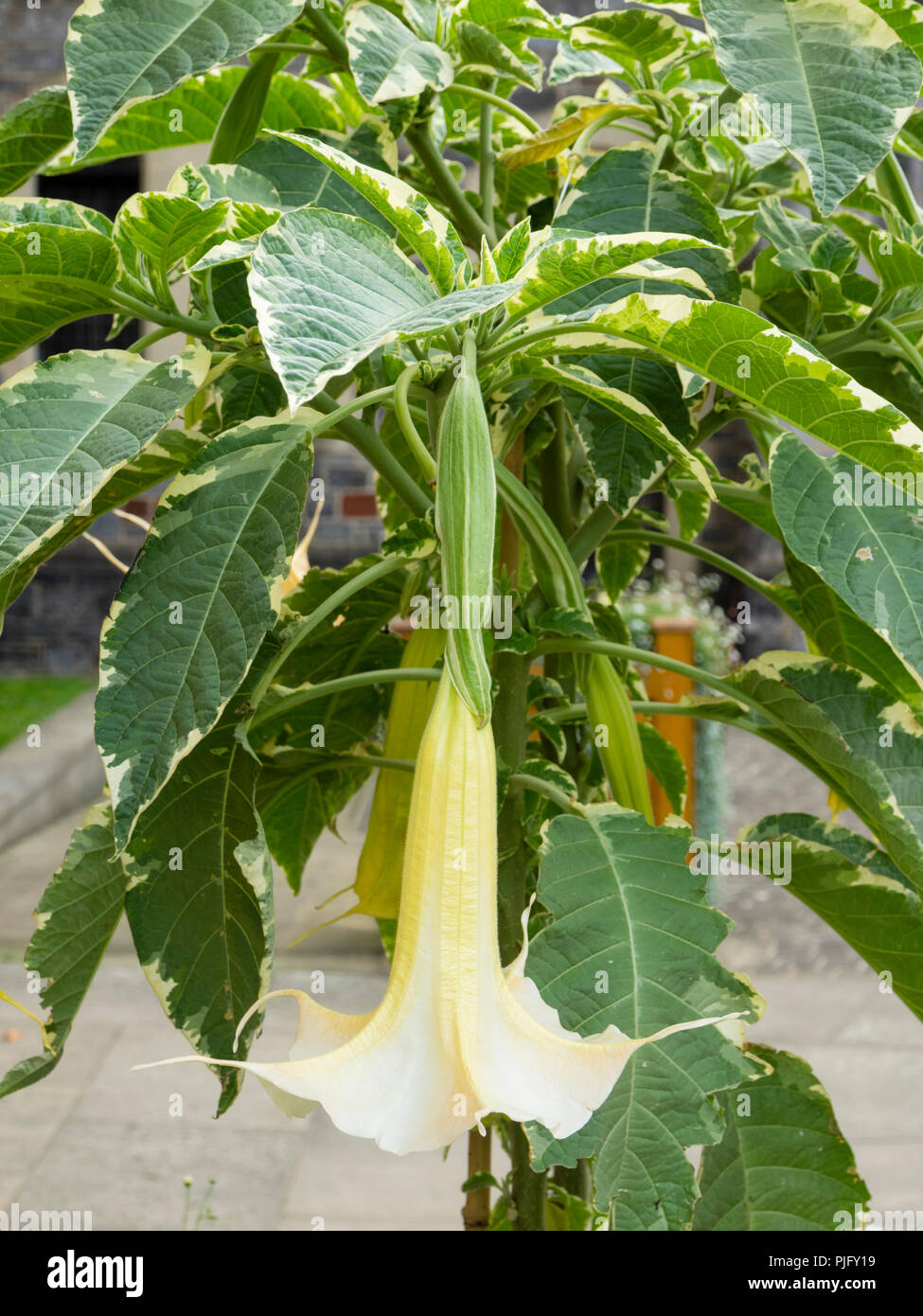 Weiß umrandete Laub und große weiße Trompete Blume des Angebots exotischer Garten Pflanze, Brugmansia x Candida 'Variegata' Stockfoto