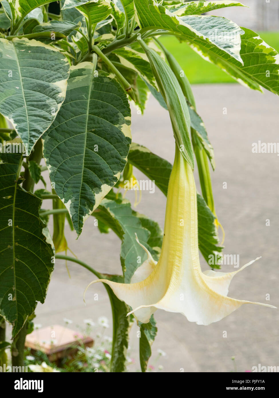 Weiß umrandete Laub und große weiße Trompete Blume des Angebots exotischer Garten Pflanze, Brugmansia x Candida 'Variegata' Stockfoto