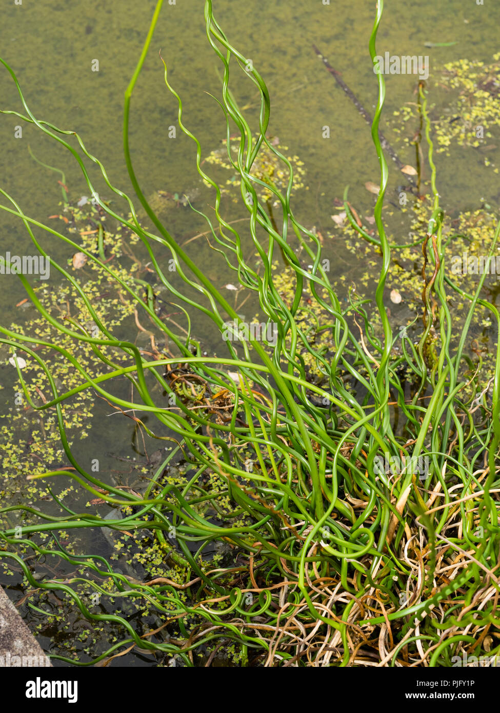 Twisted evergreen Stängel der Hardy rn aquatische Teich Pflanze, Juncus effusus f. Spiralis, der Korkenzieher rush Stockfoto