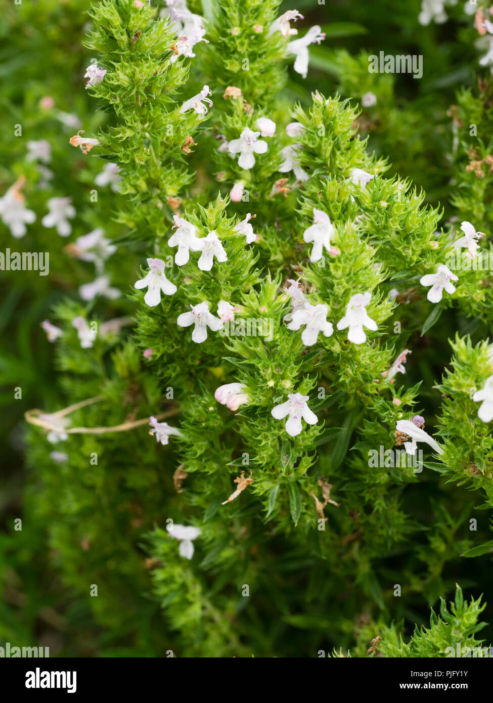 Weiße Blumen unter den semi-Evergreen Wachstum der immerwährenden Winter-bohnenkraut Kraut, satureja Montana Stockfoto