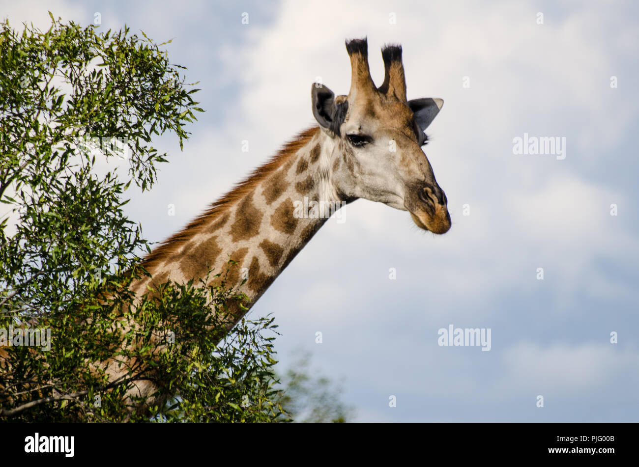 Giraffe in Manyeleti Game Reserve in der Nähe von Kruger National Park, Südafrika. Stockfoto