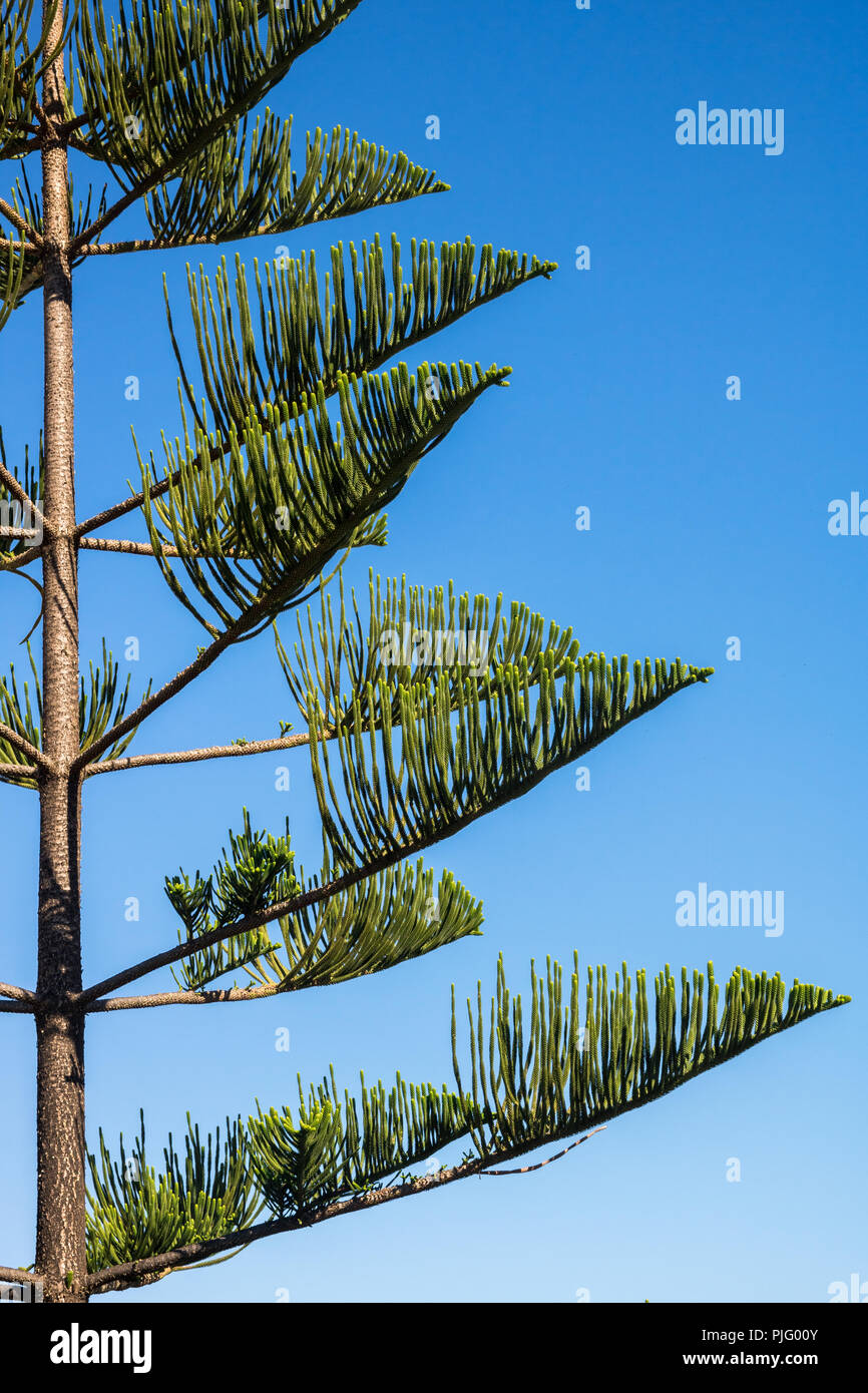 Araucaria araucana - Norfolk Island Pine Tree Stockfoto