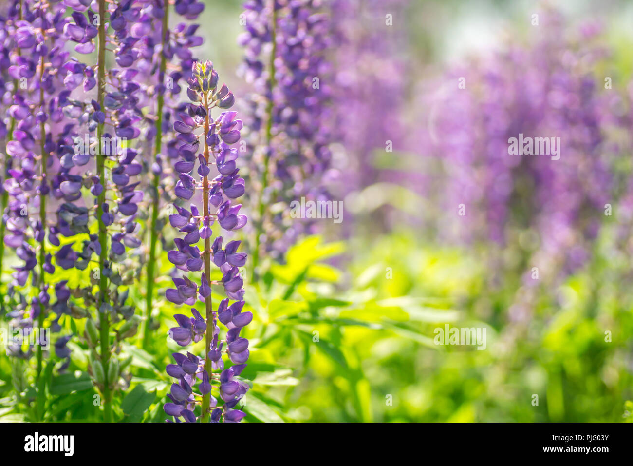 Bluhenden Lupinen Blumen Ein Feld Von Lupinen Sonnenlicht