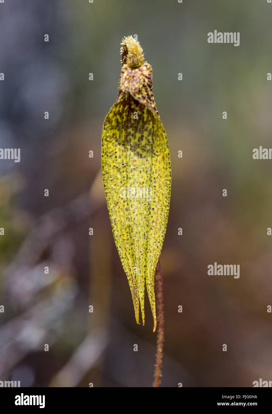 Bunte Blume der einheimischen Orchidee im zentralen Hochland von Papua, Indonesien. Stockfoto