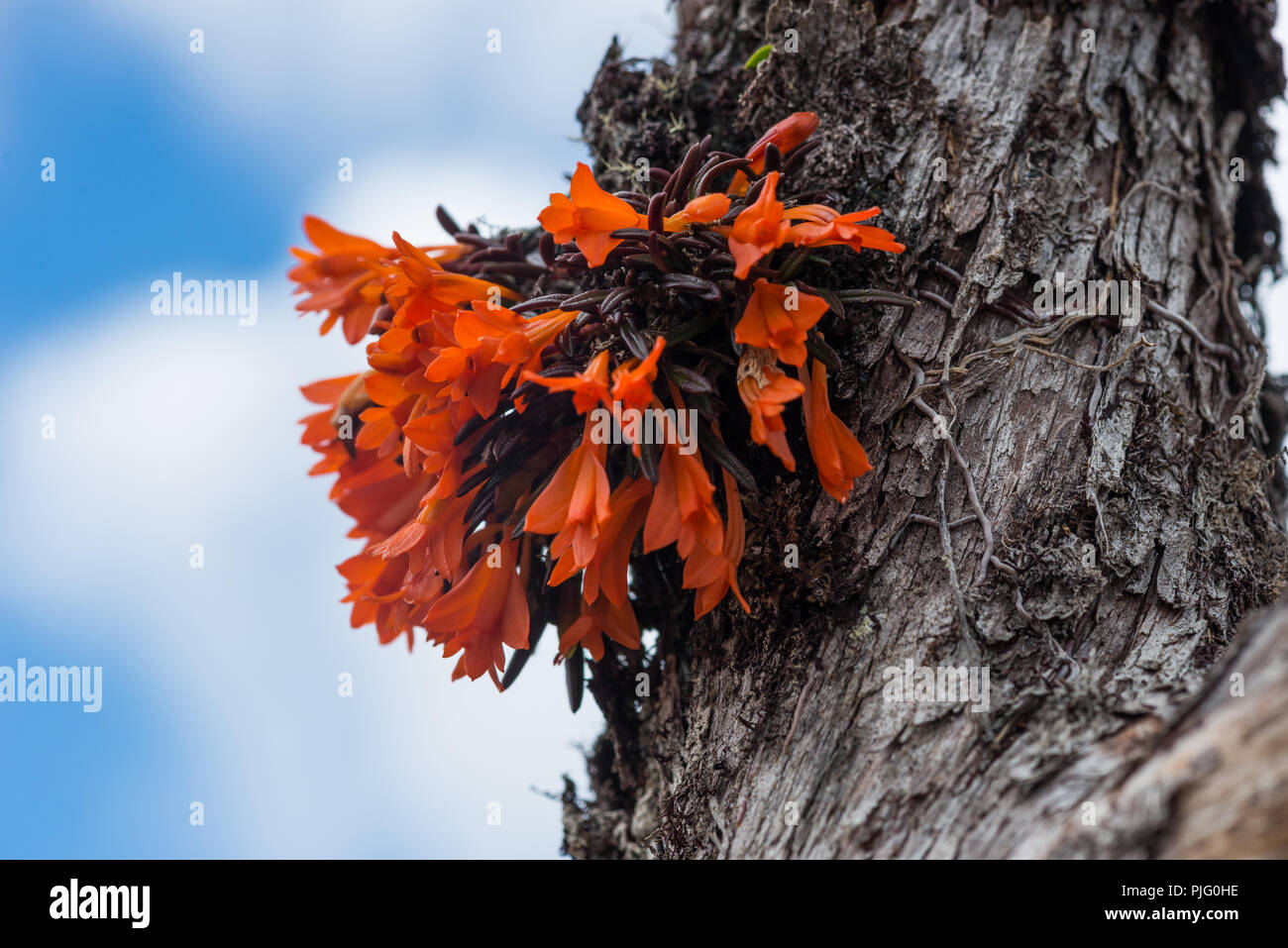 Farbenprächtigen Blüten der heimischen Orchideen im zentralen Hochland von Papua, Indonesien. Stockfoto