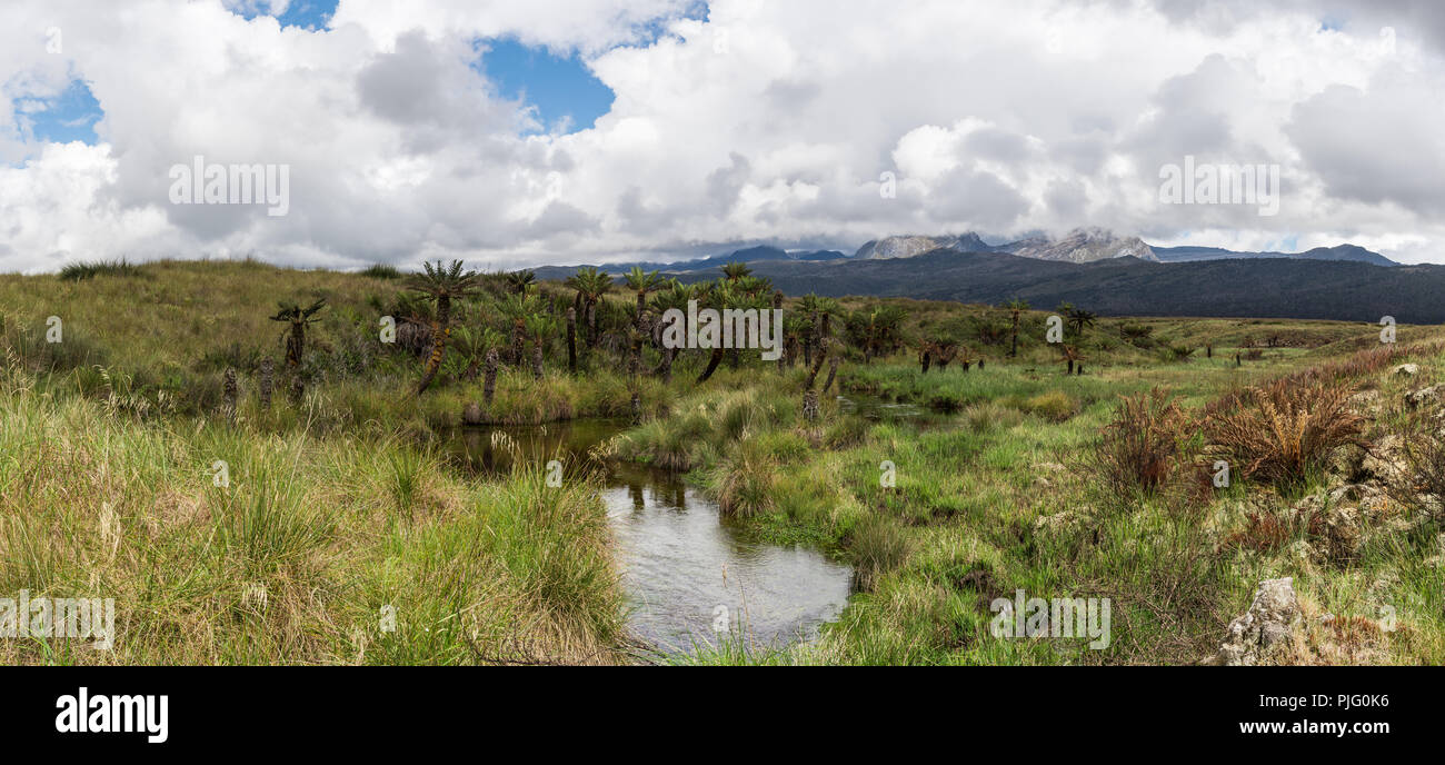 Palmen wachsen im Hochland von Neuguinea. Zentraler Bereich im Hintergrund. In Papua, Indonesien. Stockfoto