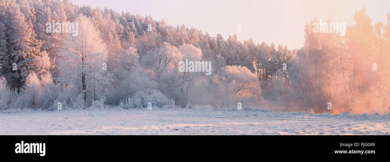 Winter Panorama. Winterlandschaft. Weihnachten Morgen. Schönen Wald mit Raureif und Morgensonne. Rosa Rot Farbe. Stockfoto