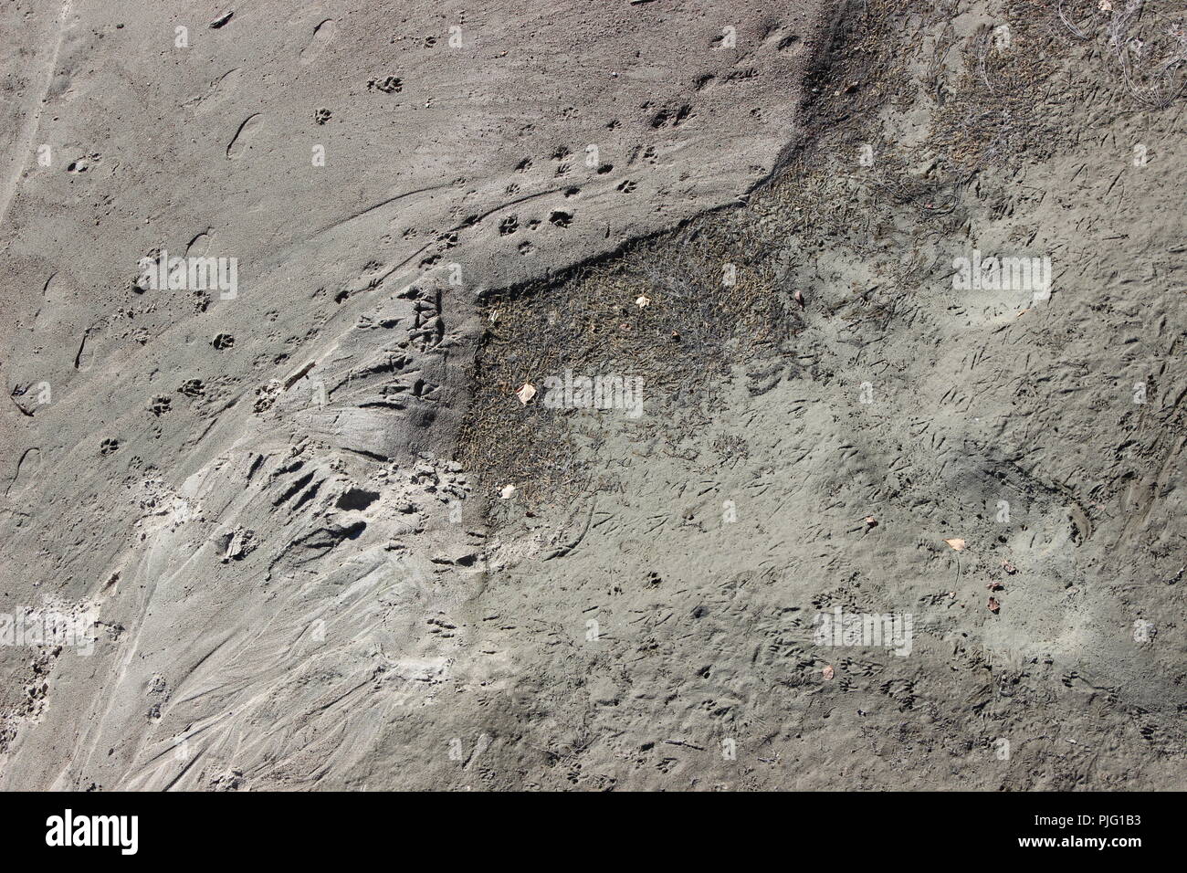 Wild animal Fußspuren im Sand Stockfoto Wild animal Fußspuren im Sand Stockfoto