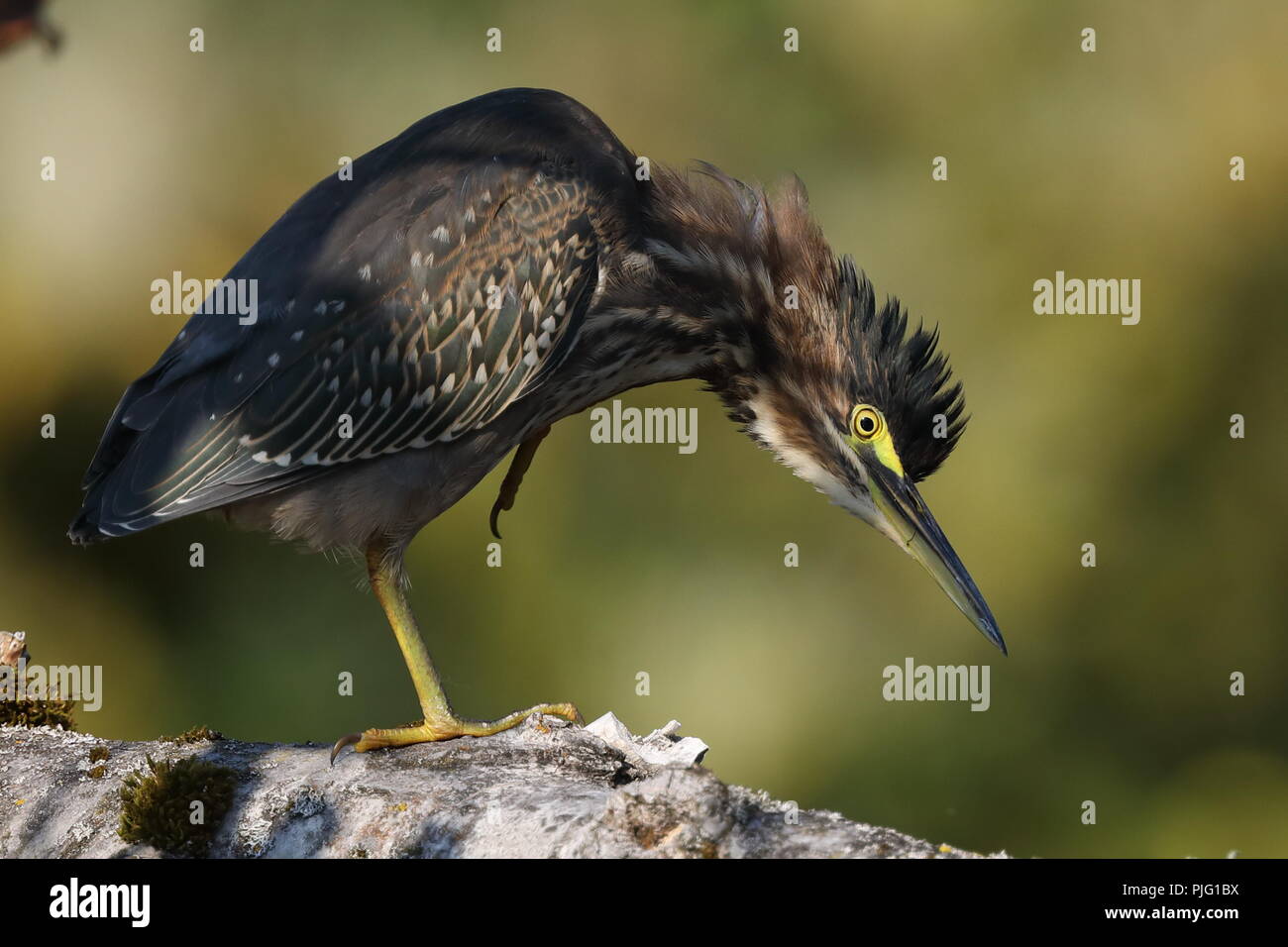 Green Heron stehend auf einem Baumstamm Stockfoto