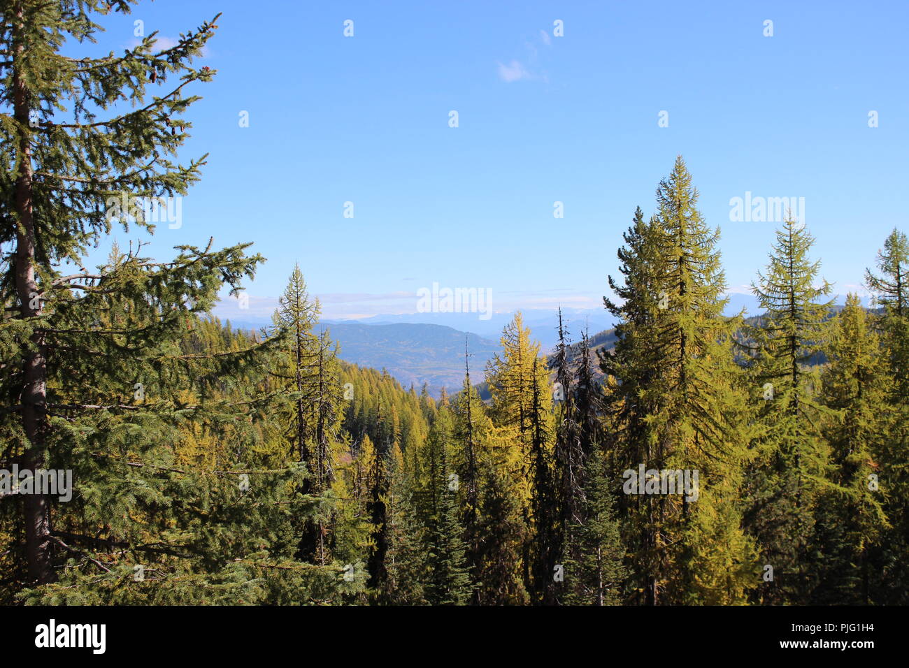 Lärchen im BC Rocky Mountains Stockfoto