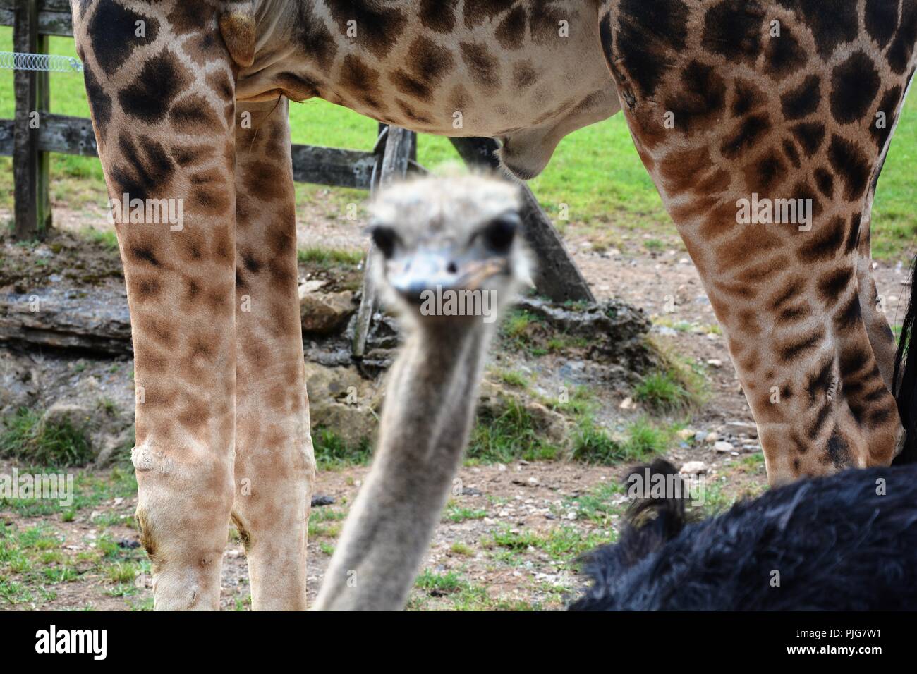 Giraffe und Strauß Stockfoto