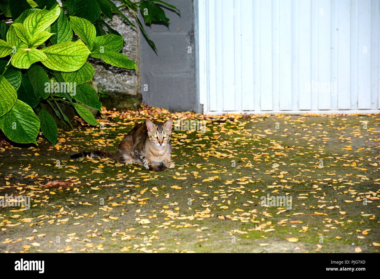 Eine Katze mit einer toten Maus Stockfoto