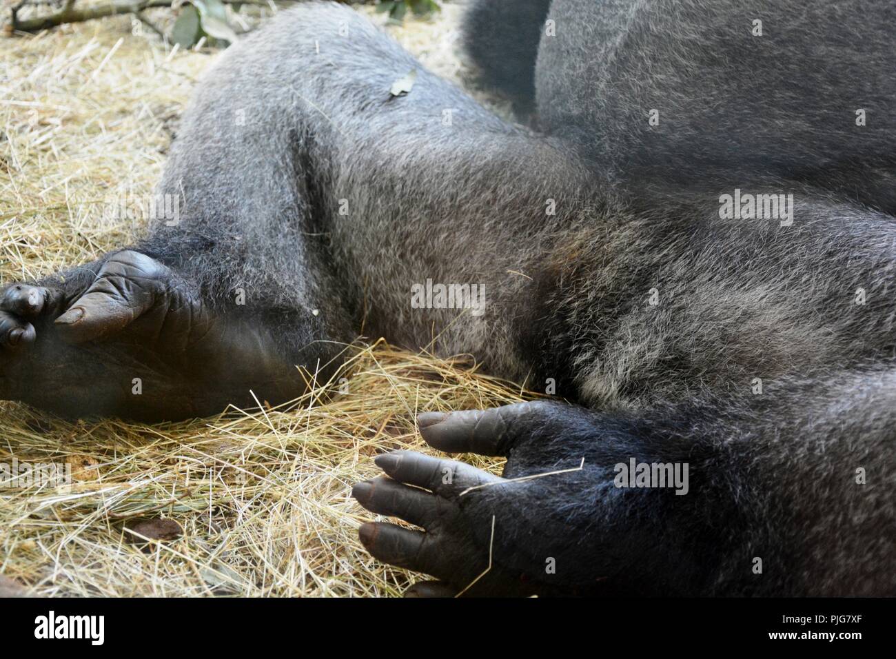 Ein Gorilla, Füße und Körper Stockfoto