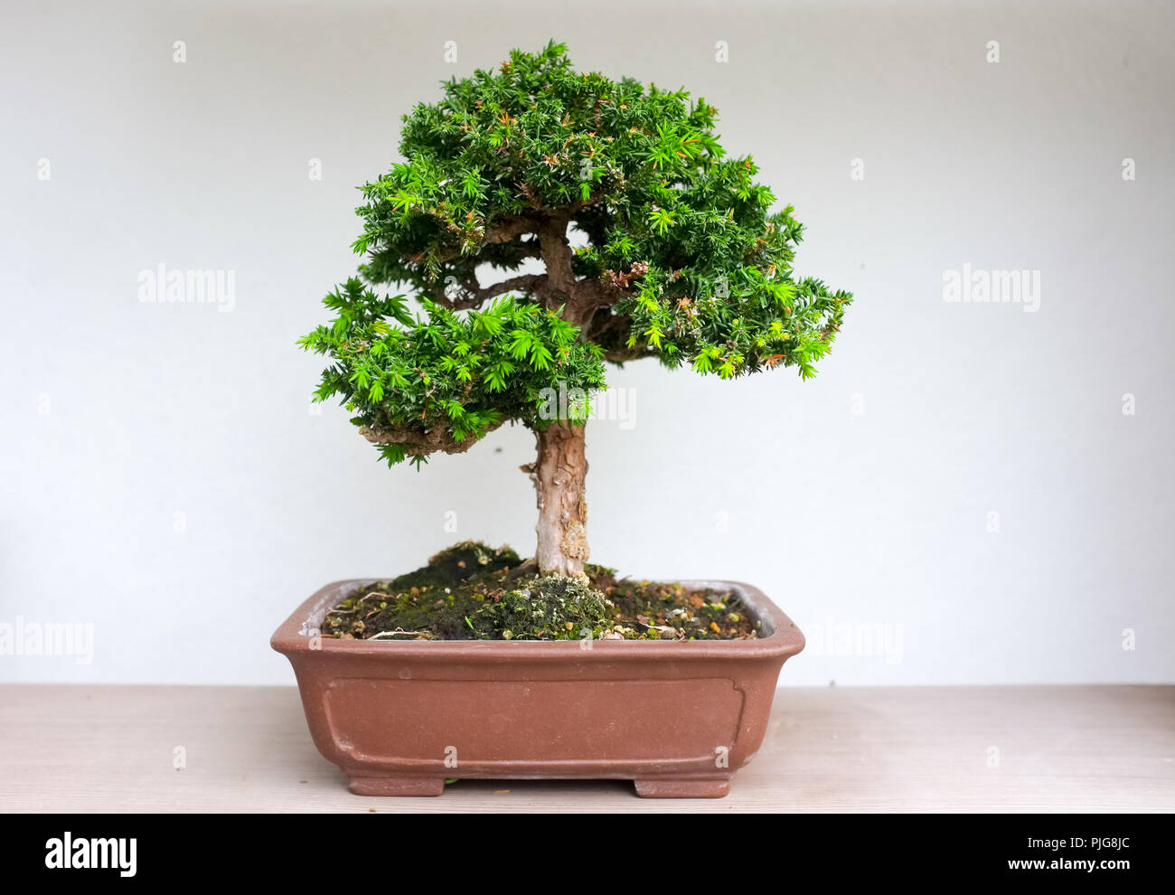Chinese penjing chinese bonsai tree  Fotos und  Bildmaterial in ...