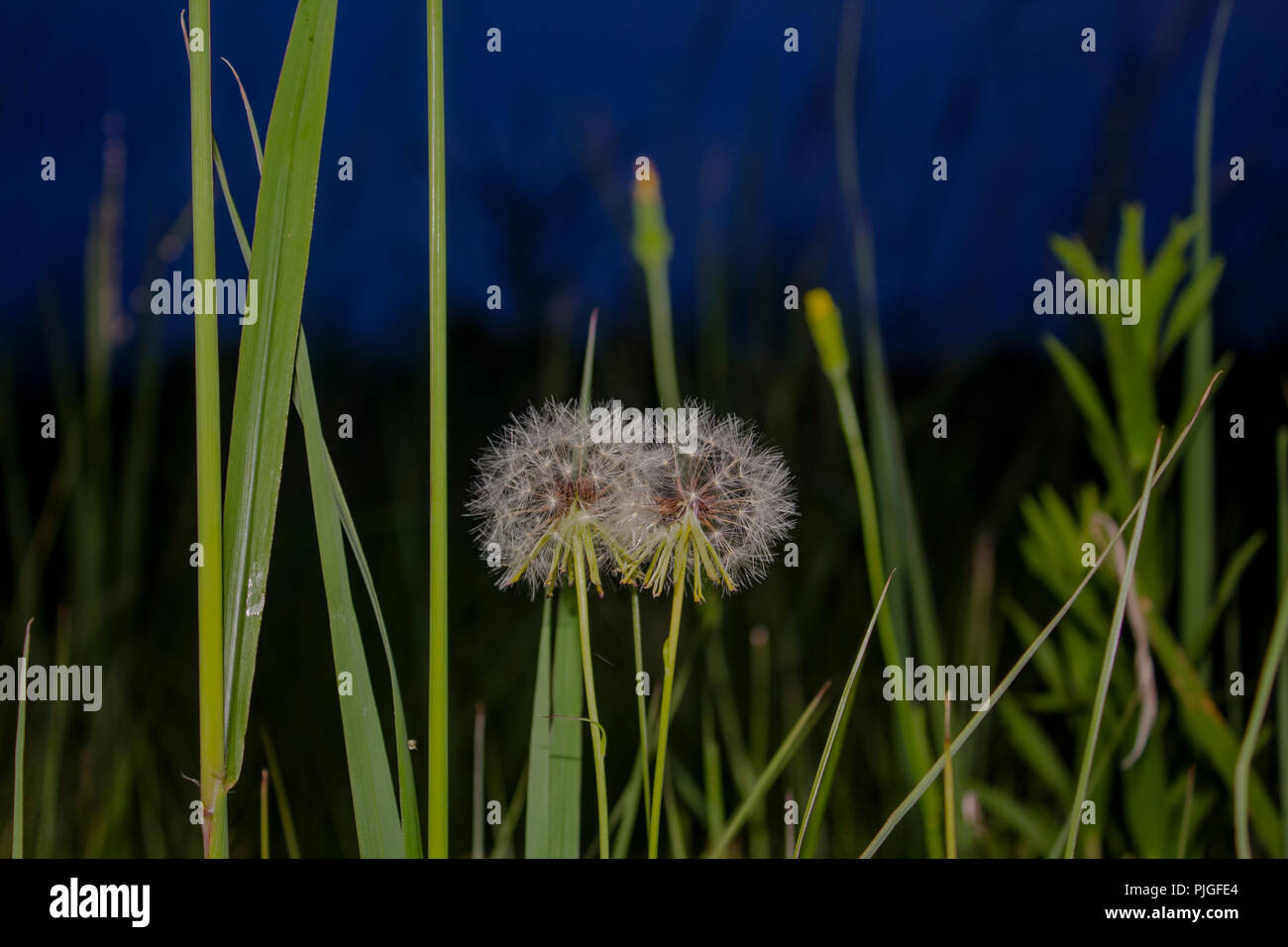 Dandelion Close Up Stockfoto