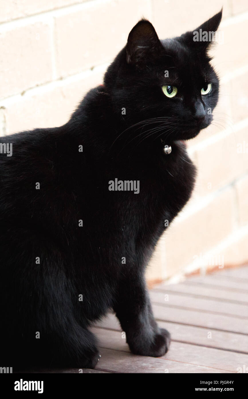 Sitzung schwarze Katze mit grünen Augen. Stockfoto