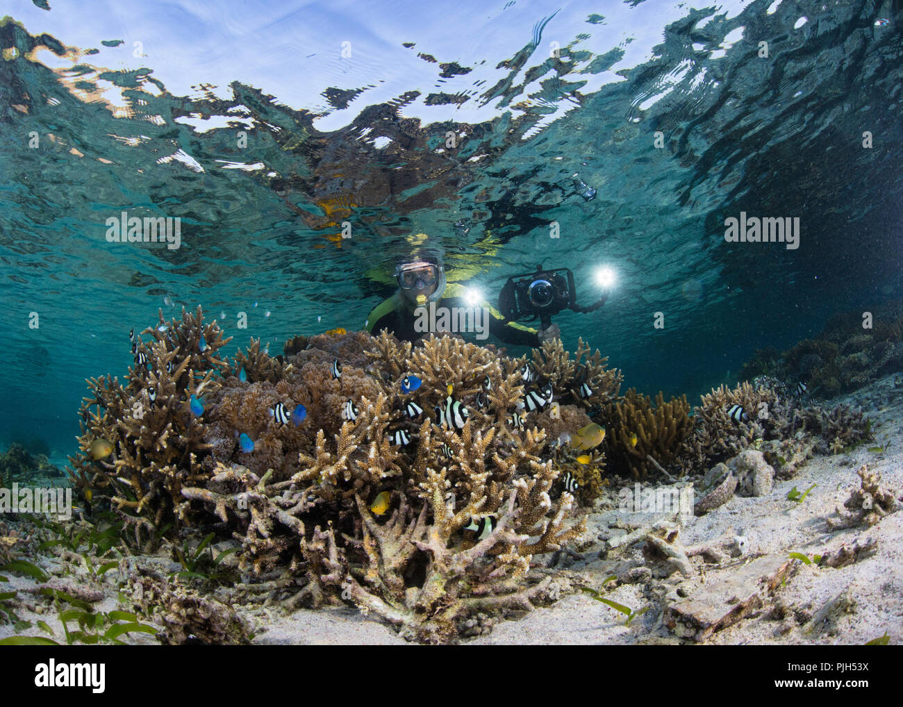 Fotograf am Hausriff auf Komodo Tauchen Resort, Sebayur Insel, Flores, Indonesien Stockfoto