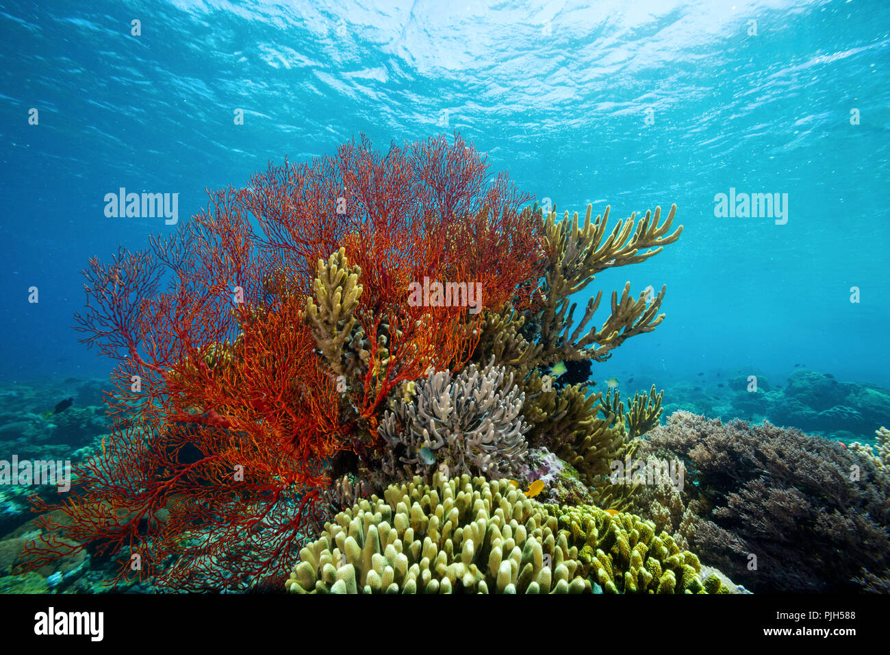 Fülle von Hart- und Weichkorallen und Rote Meer Ventilator unter Wasser auf Mengiatan Insel Komodo National Park, Flores, Indonesien Stockfoto