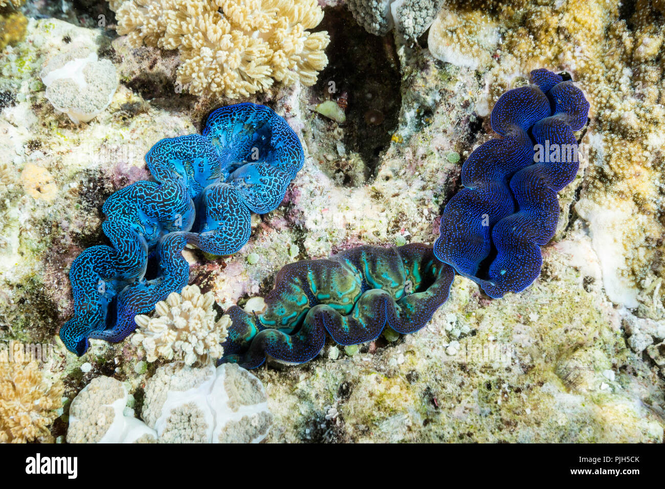 Ein Trio von Riesenmuscheln, Tridacna spp auf sebayur Insel Komodo National Park, Flores, Indonesien Stockfoto